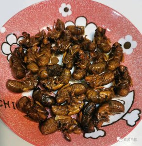 ​身价不菲！“知了猴”在日照市场不愁卖