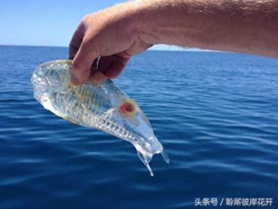 ​这些鱼居然都是透明的