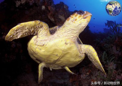 ​海洋中的平头哥，身体可以免疫剧毒，毒蛇当辣条水母当果冻