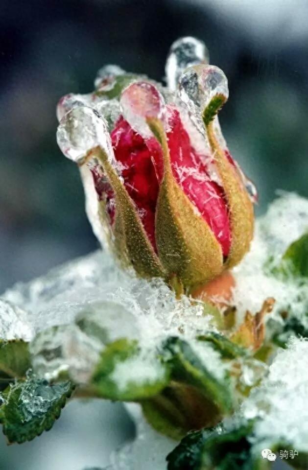 第一次拍雪后玫瑰，惊艳到窒息！