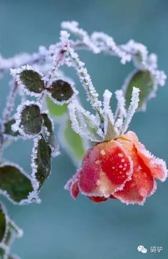 第一次拍雪后玫瑰，惊艳到窒息！