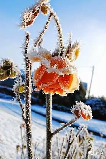 第一次拍雪后玫瑰，惊艳到窒息！