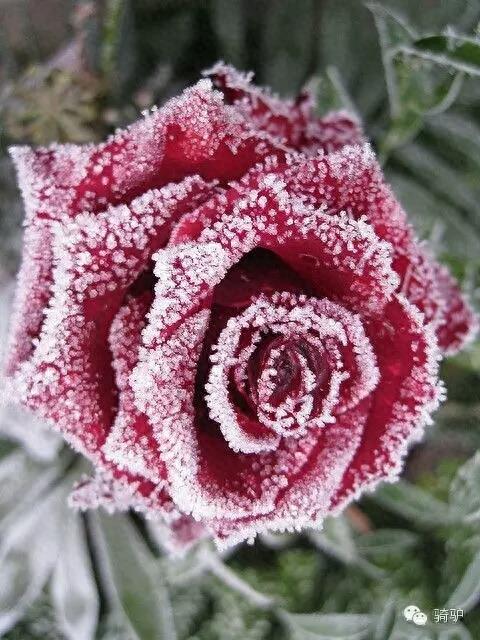 第一次拍雪后玫瑰，惊艳到窒息！