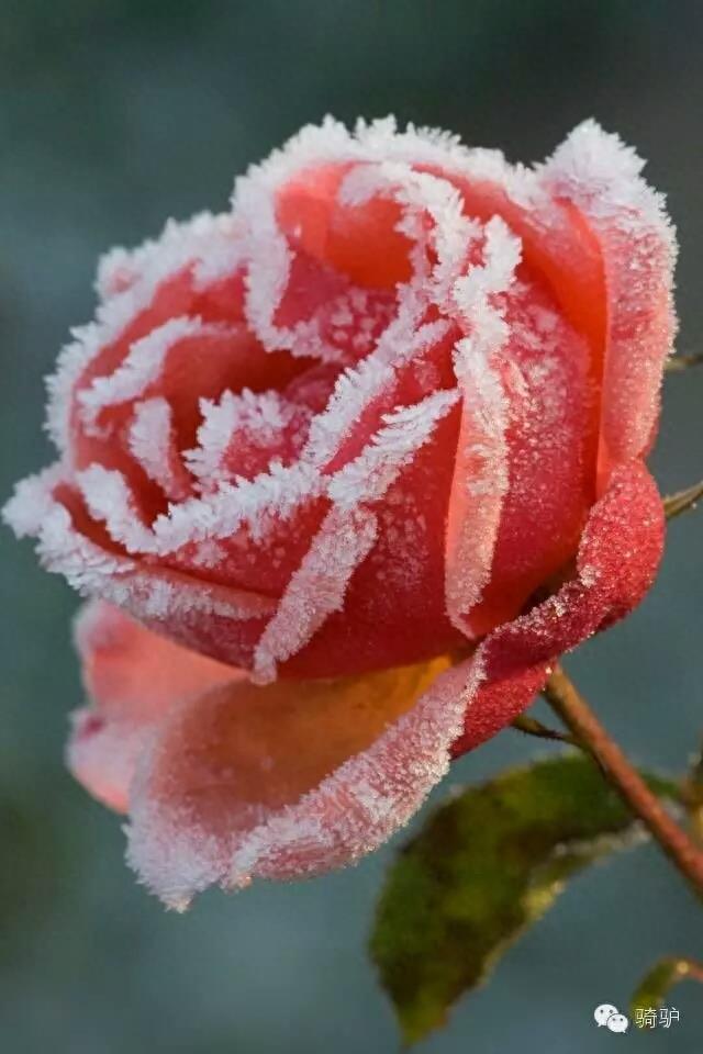 第一次拍雪后玫瑰，惊艳到窒息！