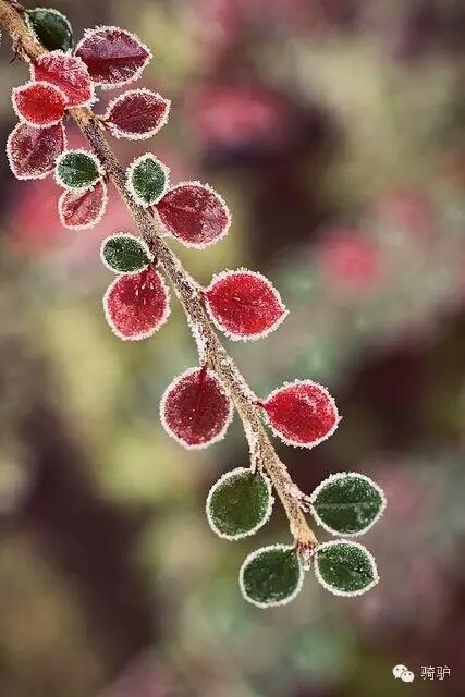 第一次拍雪后玫瑰，惊艳到窒息！