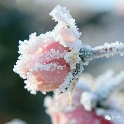 第一次拍雪后玫瑰，惊艳到窒息！