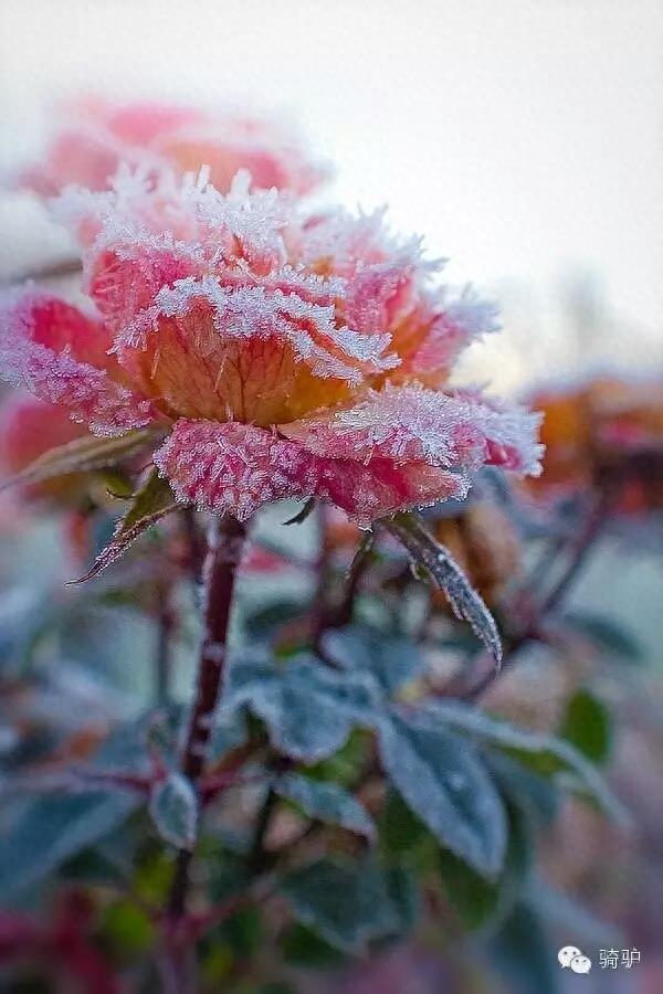 第一次拍雪后玫瑰，惊艳到窒息！