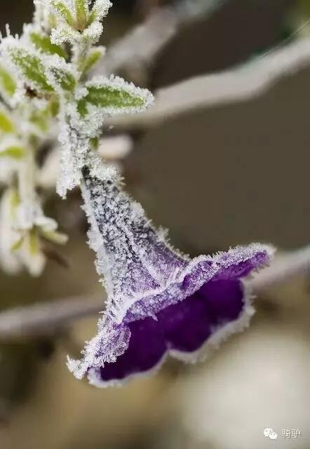 第一次拍雪后玫瑰，惊艳到窒息！