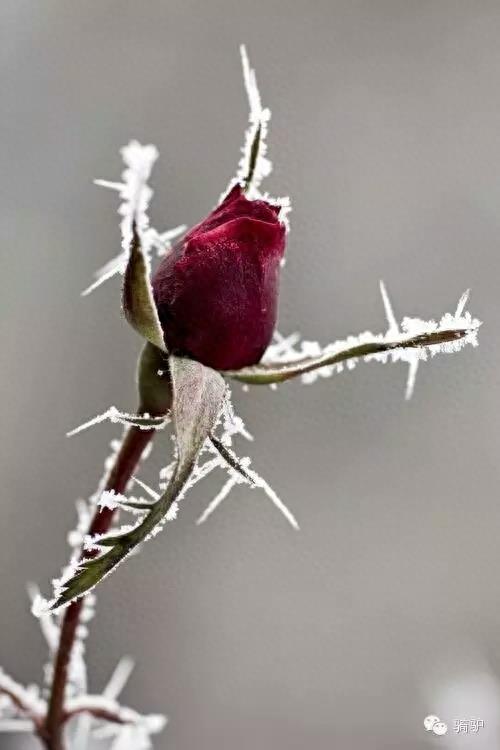 第一次拍雪后玫瑰，惊艳到窒息！