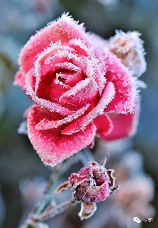 第一次拍雪后玫瑰，惊艳到窒息！