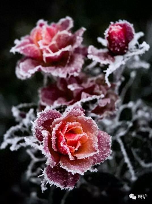 第一次拍雪后玫瑰，惊艳到窒息！