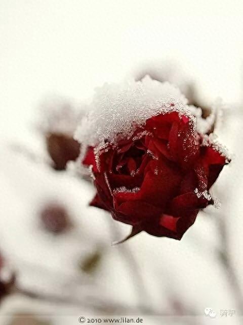 第一次拍雪后玫瑰，惊艳到窒息！