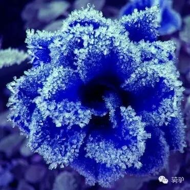 第一次拍雪后玫瑰，惊艳到窒息！