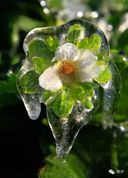 第一次拍雪后玫瑰，惊艳到窒息！