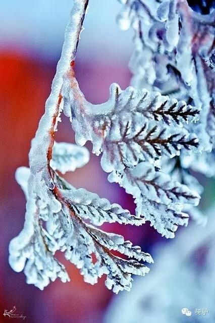 第一次拍雪后玫瑰，惊艳到窒息！