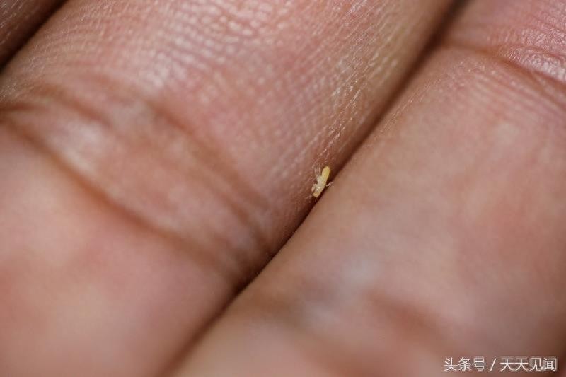 金蝉刚出生是啥样？7张图告诉你金蝉的前世