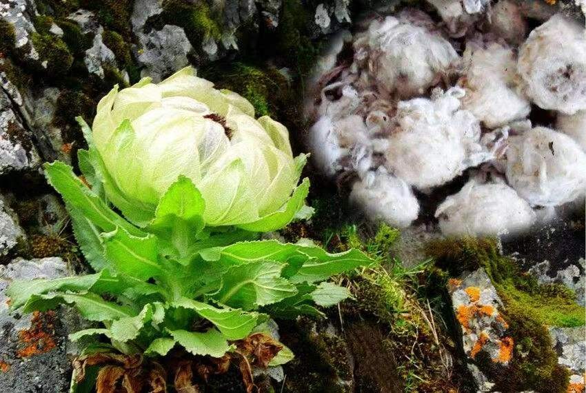 雪莲花长在高山上（雪莲花的寓意和象征意义）