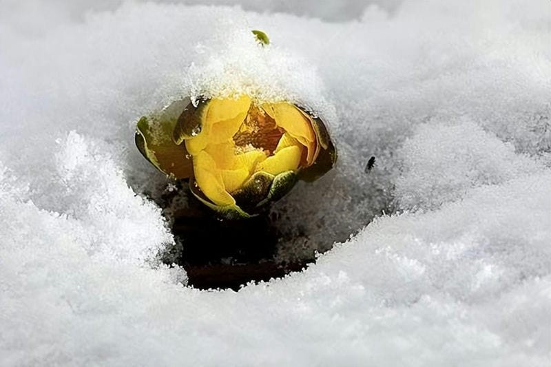 雪莲花长在高山上（雪莲花的寓意和象征意义）