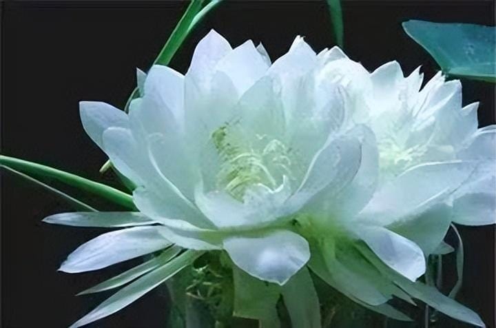雪莲花长在高山上（雪莲花的寓意和象征意义）