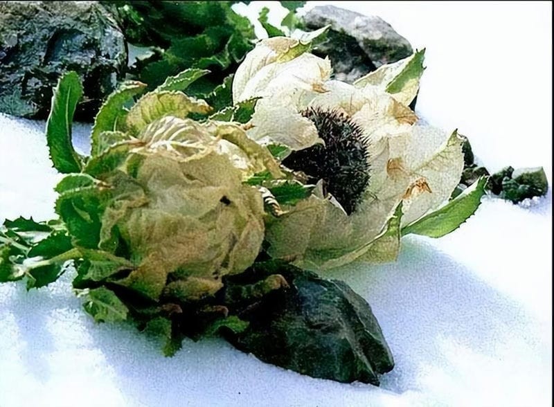 雪莲花长在高山上（雪莲花的寓意和象征意义）