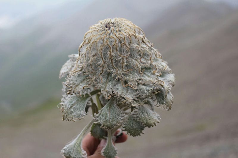 雪莲花长在高山上（雪莲花的寓意和象征意义）