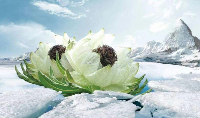 雪莲花长在高山上（雪莲花的寓意和象征意义）