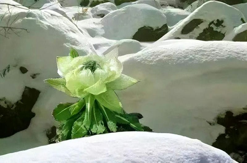 雪莲花长在高山上（雪莲花的寓意和象征意义）
