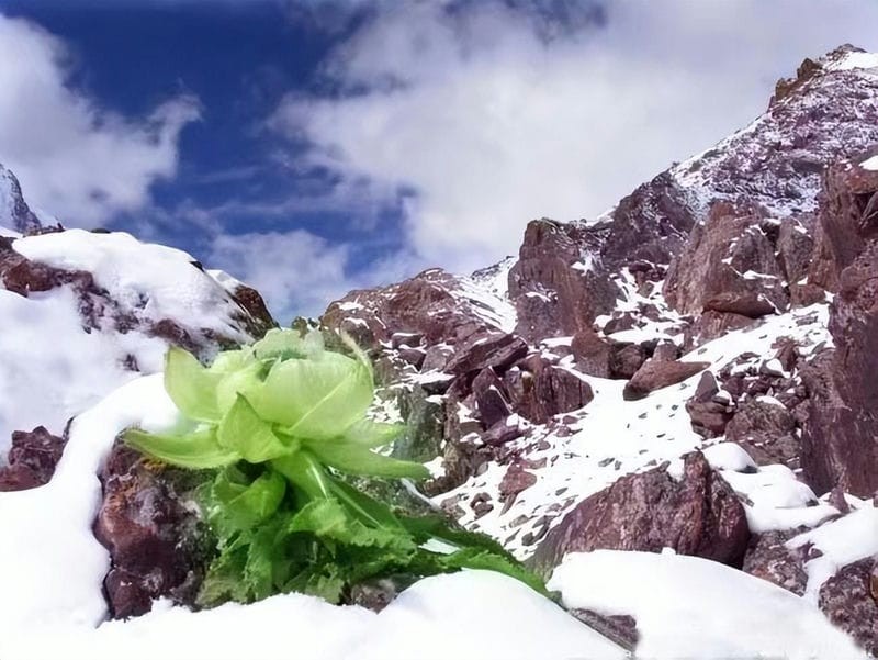 雪莲花长在高山上（雪莲花的寓意和象征意义）