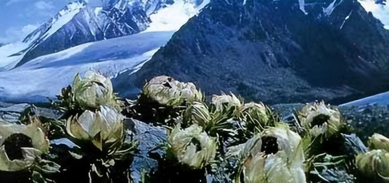 雪莲花长在高山上（雪莲花的寓意和象征意义）