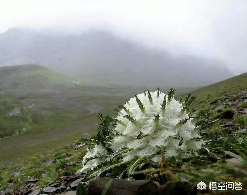雪莲花长在高山上（雪莲花的寓意和象征意义）