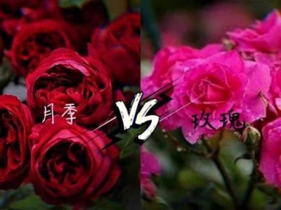​玫瑰和月季的区别图解(玫瑰和月季的区别对照图)