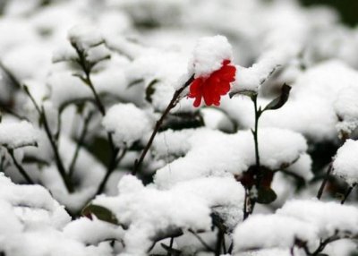 ​幼儿园唐诗必背30首（韩愈春雪）