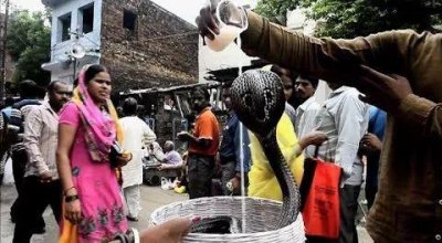 ​印度五头蛇之谜（印度神秘的蛇文化不止在大街上耍蛇）