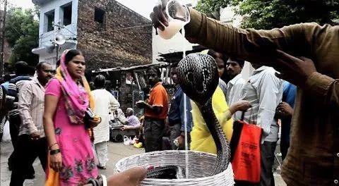 印度五头蛇之谜(印度神秘的蛇文化不止在大街上耍蛇)(1)