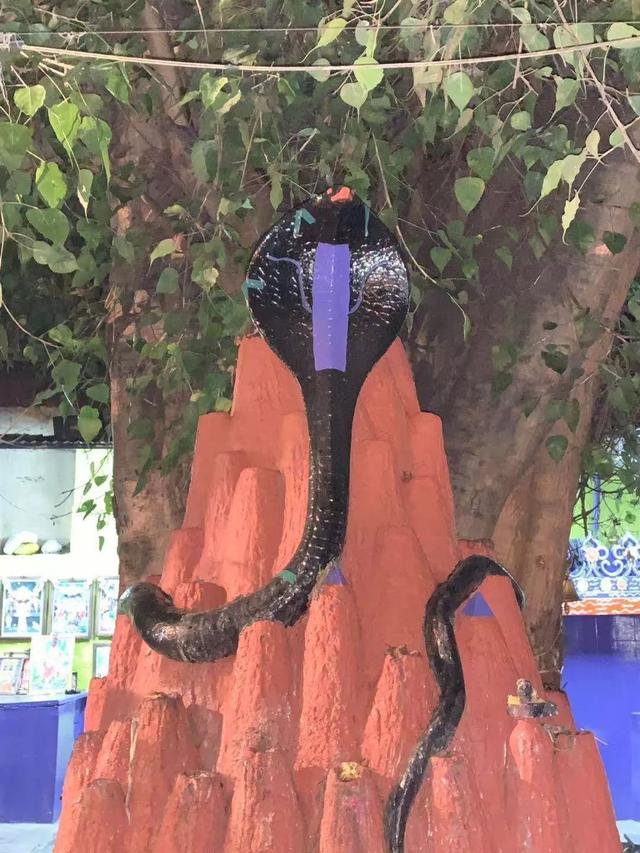 印度五头蛇之谜(印度神秘的蛇文化不止在大街上耍蛇)(9)
