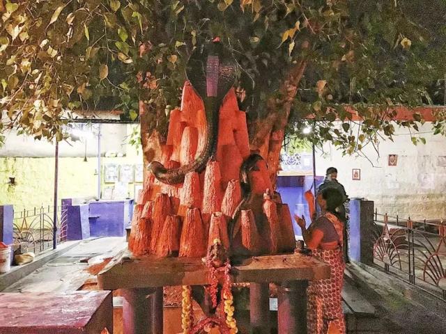 印度五头蛇之谜(印度神秘的蛇文化不止在大街上耍蛇)(2)