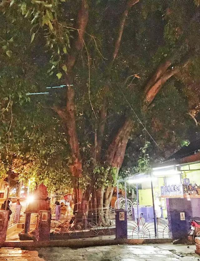 印度五头蛇之谜(印度神秘的蛇文化不止在大街上耍蛇)(4)