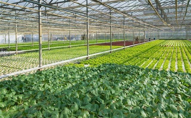 瓜果蔬菜类可用什么消毒液浸泡消毒，可以用84消毒液洗水果蔬菜嘛？图6