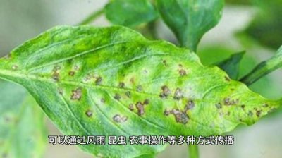 ​苹果轮纹病防治难点解析，快来get！