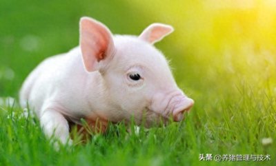 ​猪各种不食的治疗方案