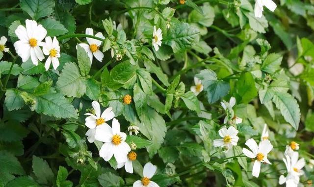 泉州这座山上的学校，除了8个食堂，还有这些鲜为人知的真相……