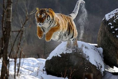 西伯利亚到底有多可怕?为何东北虎敢猎杀棕熊,却不敢深入其中