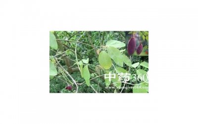 角鲨烷的功效(角鲨烷有什么功效和如何使用)