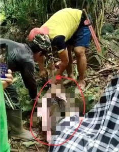 真吓人!蟒蛇吃人并非谣言,印尼一45岁妇女被5米长蟒蛇吞食!