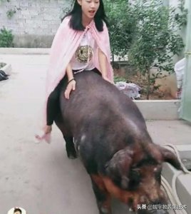 养好母猪就靠这四点