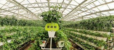 ​寿光菜博会美图丨看，立体栽培也是景观！