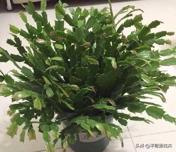 养花复合肥和磷钾肥哪个好（了解氮磷钾肥的用途）(10)
