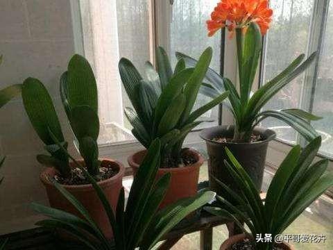 养花复合肥和磷钾肥哪个好（了解氮磷钾肥的用途）(5)