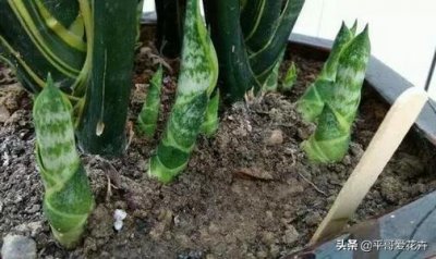 ​养花复合肥和磷钾肥哪个好（了解氮磷钾肥的用途）