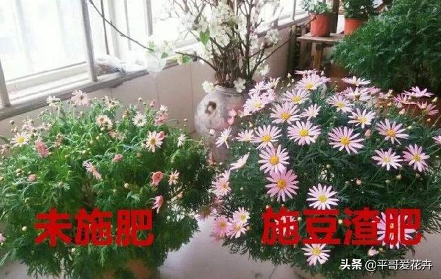 养花复合肥和磷钾肥哪个好（了解氮磷钾肥的用途）(7)